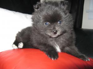 Pomeraninapuppiesforsale